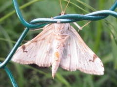 Neoanalthes contortalis