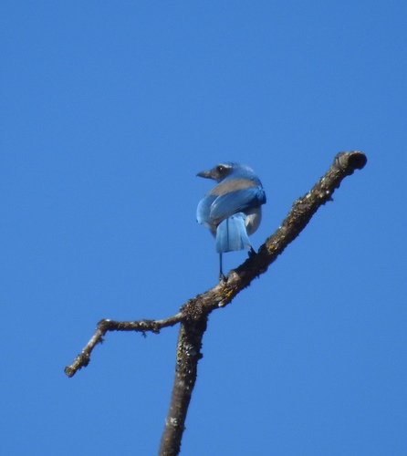 iNaturalist observation photo of California Scrub-Jay