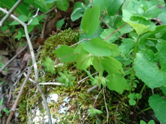 Thalictrum thalictroides