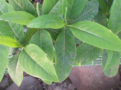 Edgeworthia chrysantha
