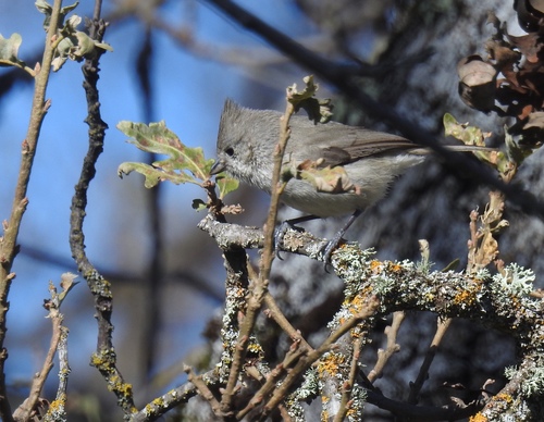 iNaturalist observation photo of Oak Titmouse