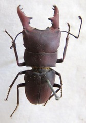 Macrocrates galantorum