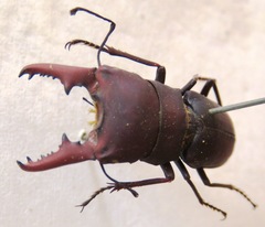 Macrocrates galantorum