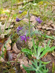 Delphinium depauperatum