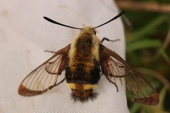 Hemaris diffinis