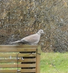 Streptopelia decaocto