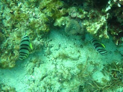Chaetodon octofasciatus