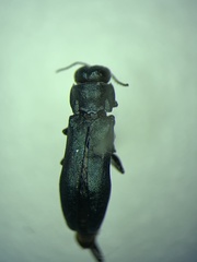 Agrilus cyanescens