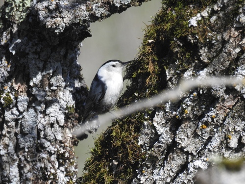iNaturalist observation photo of White-breasted Nuthatch