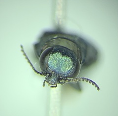 Agrilus cyanescens