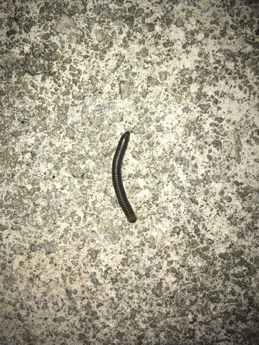 Anadenobolus monilicornis