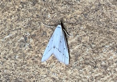 Leptosteges vestaliella