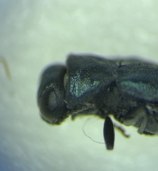 Agrilus cyanescens