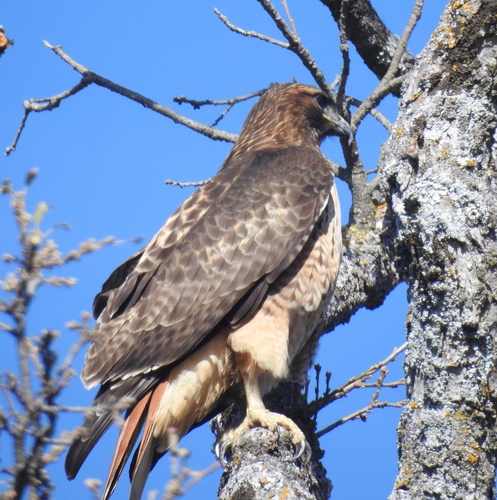 iNaturalist observation photo of Red-tailed Hawk