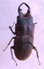 Aegognathus leuthneri