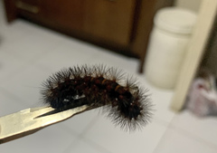 Spilosomina