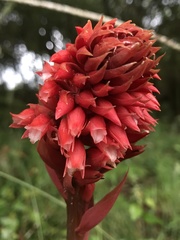 Stenorrhynchos albidomaculatum