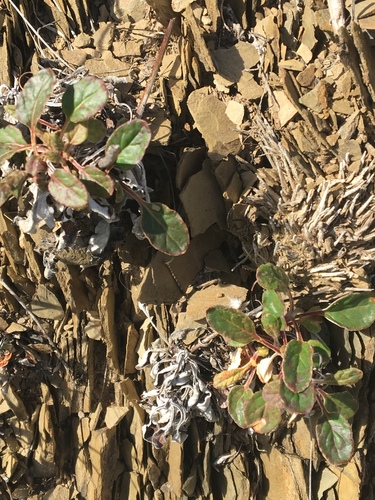 iNaturalist observation photo of Naked Buckwheat