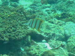 Chelmon rostratus