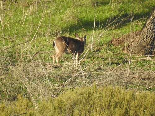 iNaturalist observation photo of Columbian Black-tailed Deer