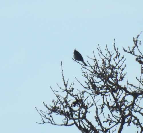 iNaturalist observation photo of Phainopepla