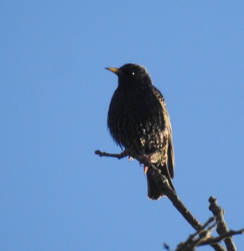 iNaturalist observation photo of European Starling