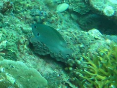 Pomacentrus alexanderae