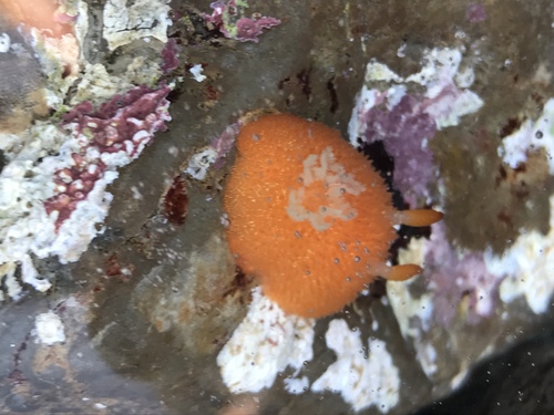 Acanthodoris lutea