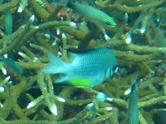 Amblyglyphidodon leucogaster