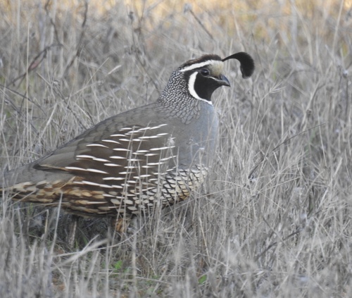 iNaturalist observation photo of California Quail