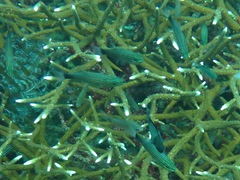 Cheilodipterus artus