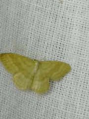 Idaea pallidata