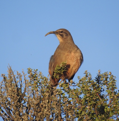 iNaturalist observation photo of California Thrasher