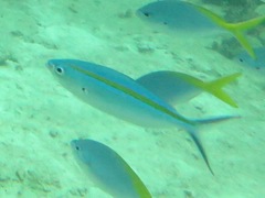 Caesio caerulaurea