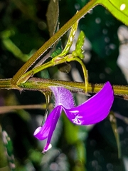 Hypoestes phyllostachya