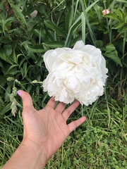 Magnoliopsida