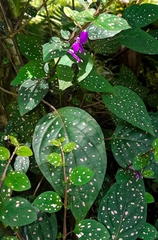 Hypoestes phyllostachya
