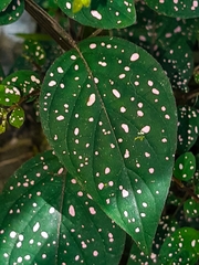 Hypoestes phyllostachya