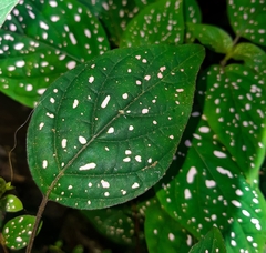 Hypoestes phyllostachya