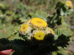 Tanacetum bipinnatum