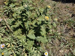 Tanacetum bipinnatum