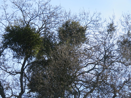iNaturalist observation photo of oak mistletoe