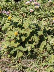 Tanacetum bipinnatum