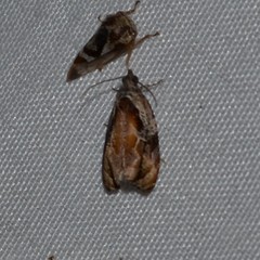 Zomaria interruptolineana