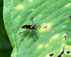 Zelurus petax