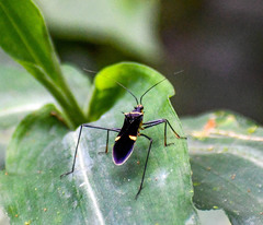 Zelurus petax