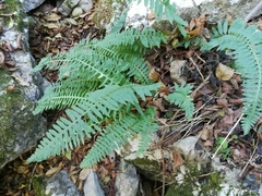 Polypodium plesiosorum