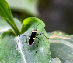 Zelurus petax