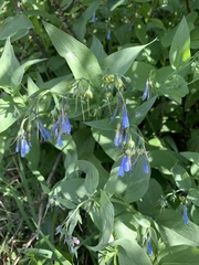 Mertensia paniculata