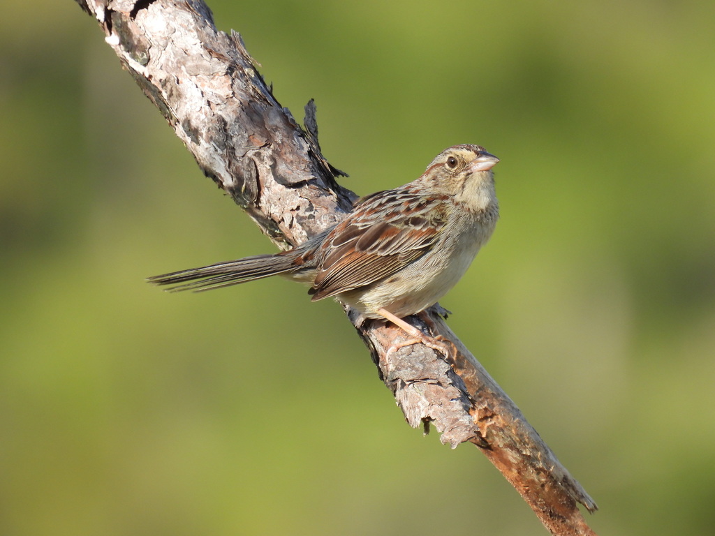 Illinois Bachman’s Sparrow
